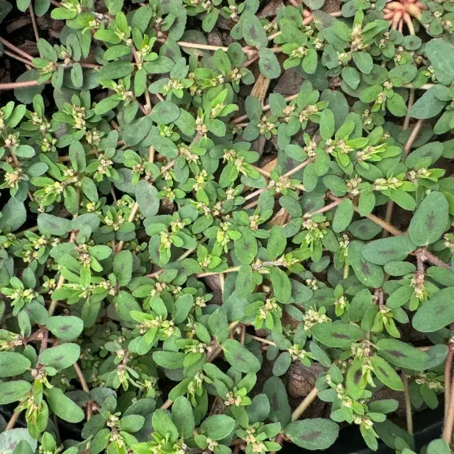 thumbnail for publication: Biology and Management of Spotted Spurge (Euphorbia maculata) in Ornamental Crop Production and Landscapes